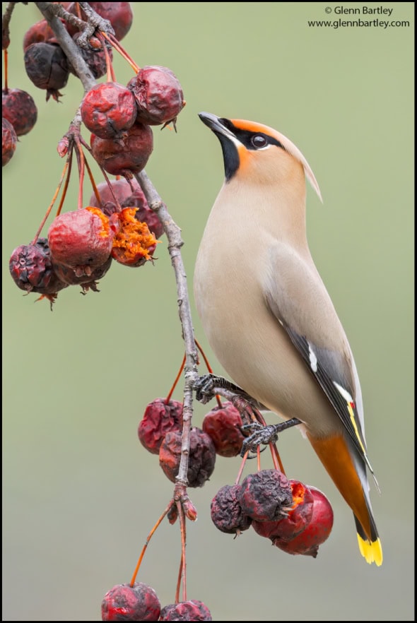 Waxwing (Bombycilla Garrulus)