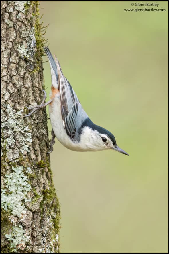 White-breasted Nuthatch (Sitta Carolinensis)