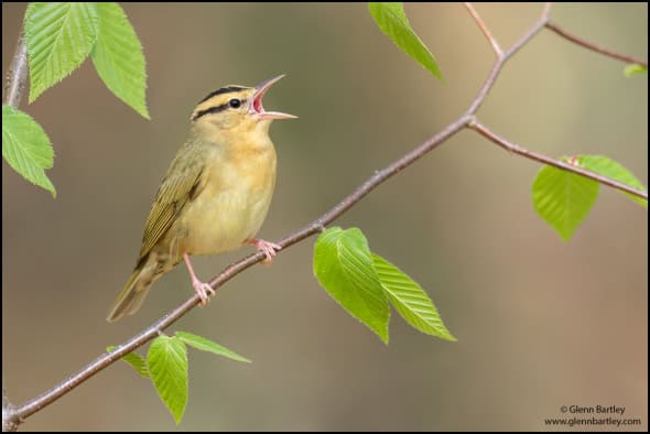 Worm-eating Warbler (Helmitheros Vermivorum)