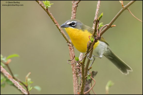 Yellow-breasted Chat (Icteria Virens)