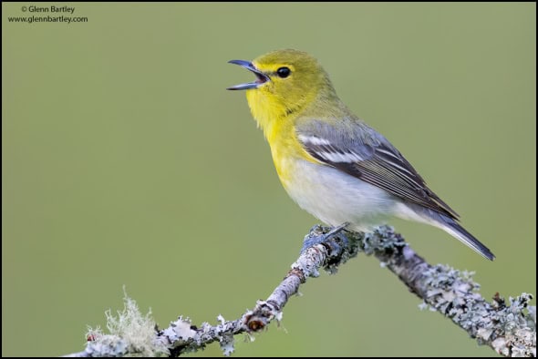 Yellow-throated Vireo (Vireo Flavifrons)