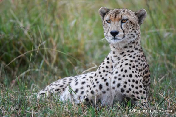 Relaxing Cheetah