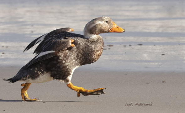 Run Flightless Duck - Run