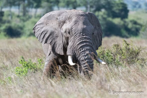 Elephant in Grass