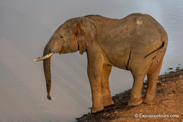 Golden Light - Injured Elephant