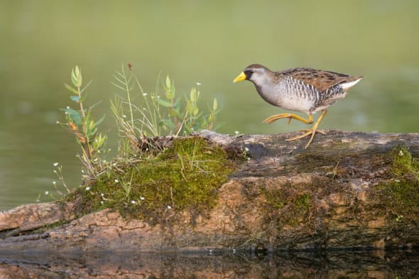 Sora Walks Across a Floating Log