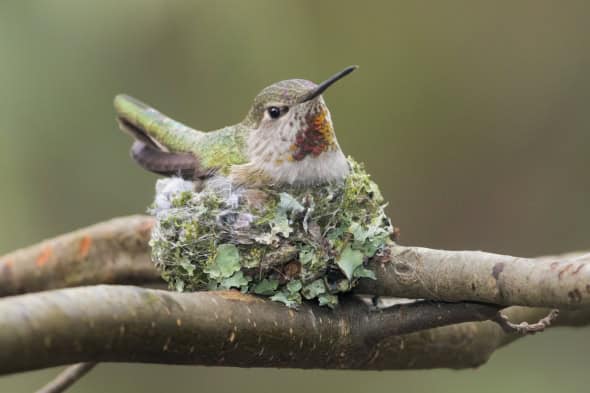 Anna’s Hummingbird Nest