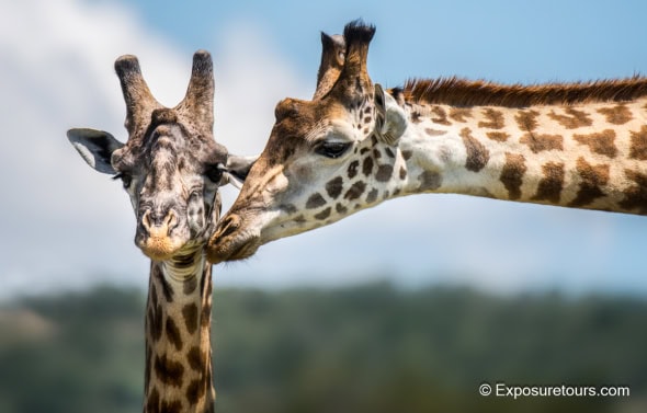 Giraffe Kiss - Portrait