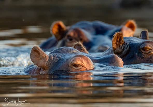 Hippo Eye