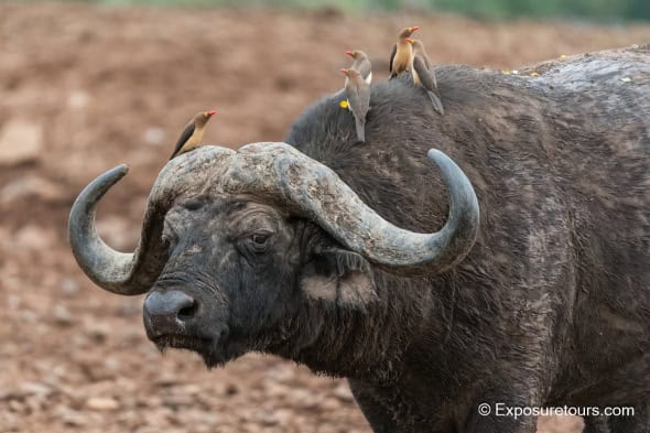 Hitching a Ride (Buffalo)