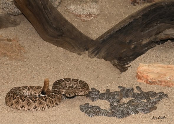 Western Diamond-backed Rattlesnake W/ 15 Babies