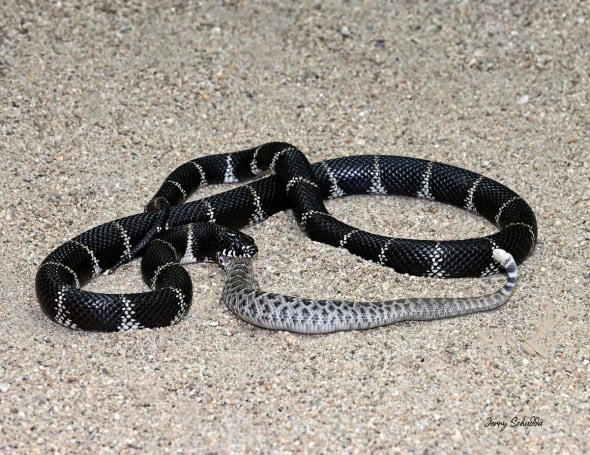 California Kingsnake Eating Western Diamond-backed Rattlesnake