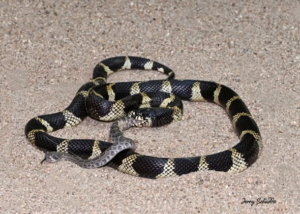 California Kingsnake Eating a Western Diamond-backed Rattlesnake from the Tail