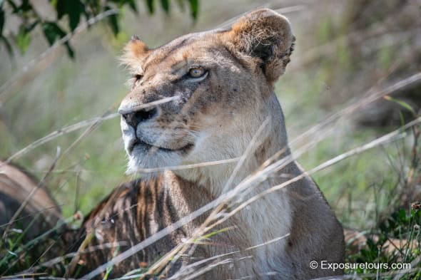 Lioness in Grass