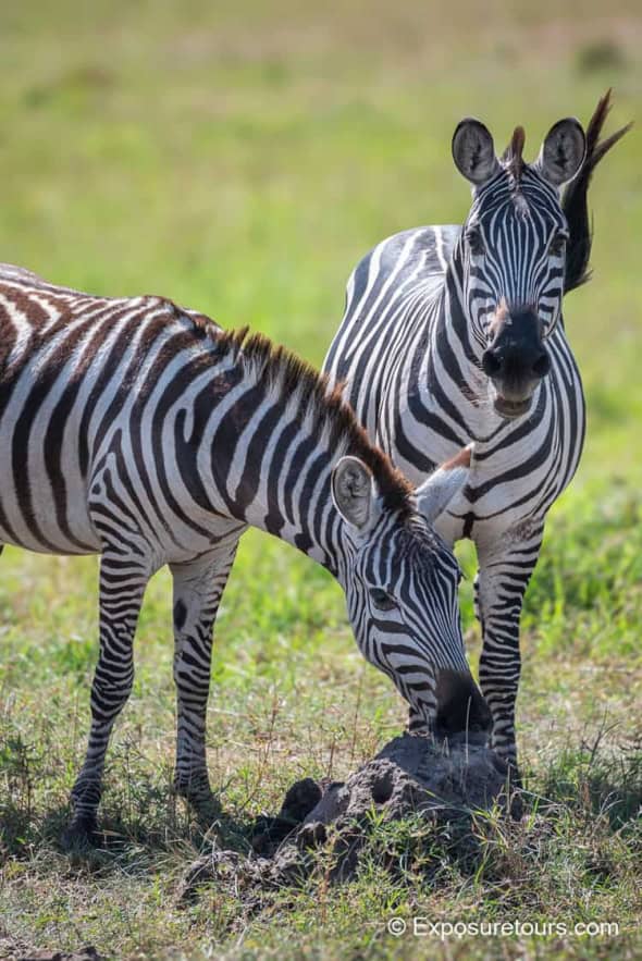 Zebra and Ant Hill