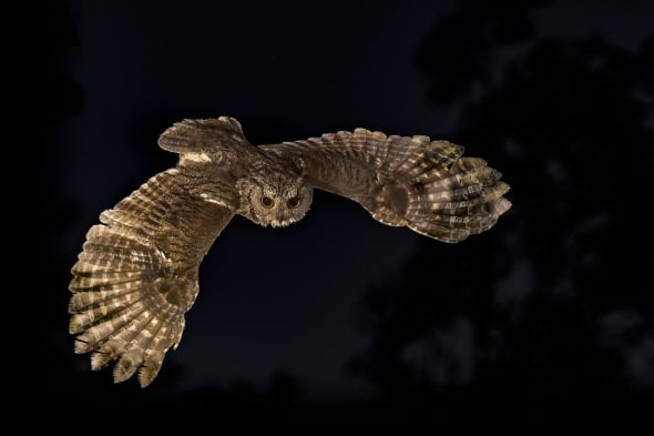 Western Screech-owl