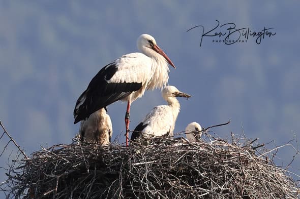 White Stork Family