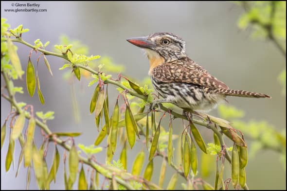 Spot-backed Puffbird