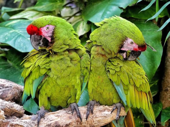 Macaws’ Having a Dispute.