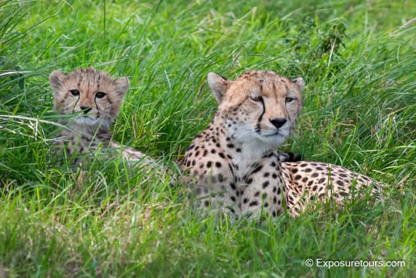 Cheetah Mum with Cub