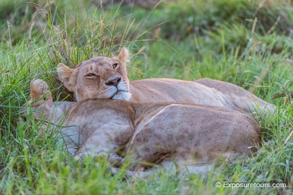 Waking up - Lions