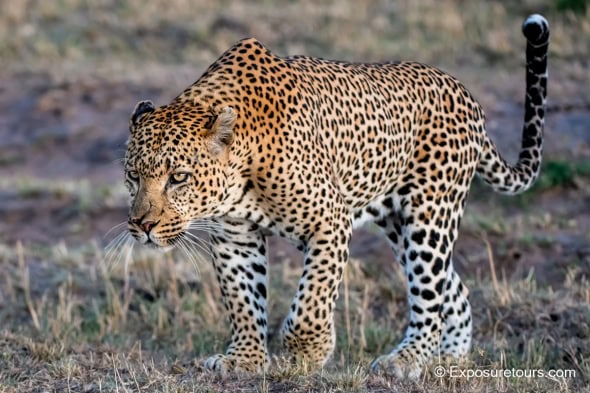 Ready to Hunt - Leopard