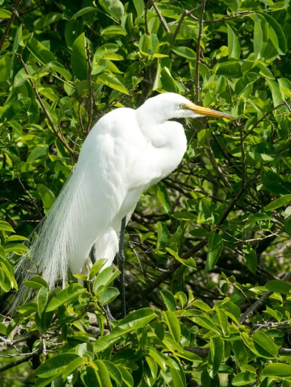 Great Egret