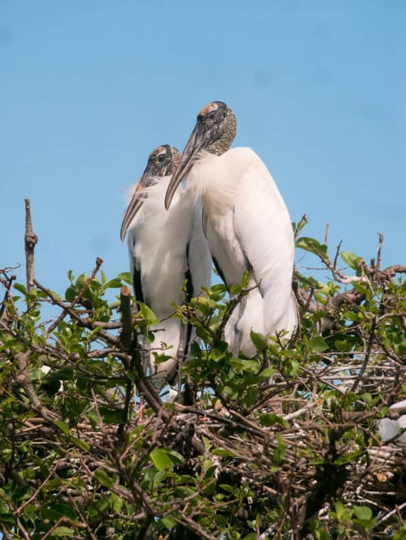 Wood Storks