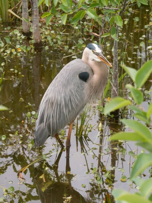 Grey Heron