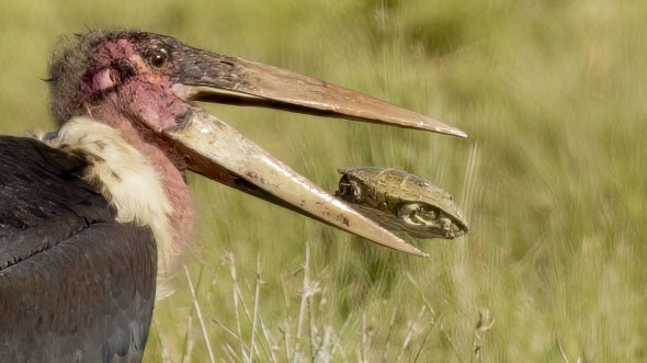 Marabou Stork