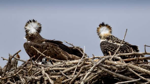 Osprey’s Nesting