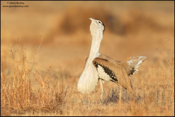 Australian Bustard (Ardeotis australis)