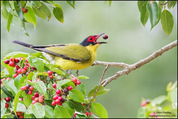 Australasian Figbird (Sphecotheres vieilloti)