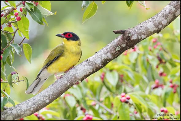 Australasian Figbird (Sphecotheres vieilloti)