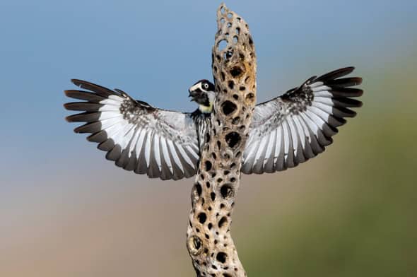 Acorn Woodpecker on Cholla