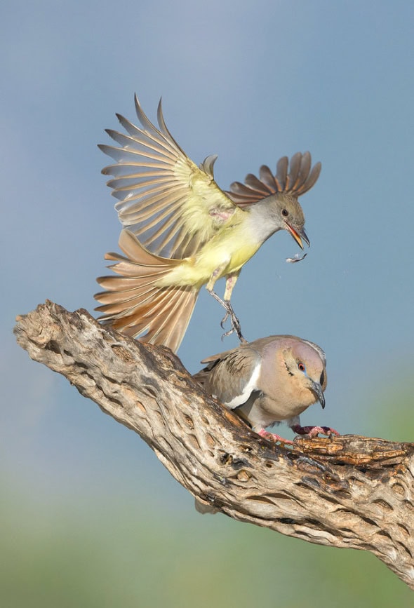 Aggressive Brown-crested Flycatcher & White-winged Dove