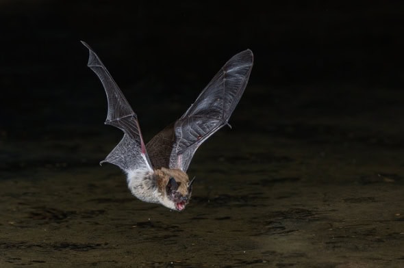 Long-legged Myotis Bat