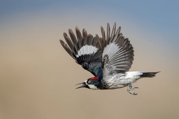 Acorn Woodpecker Female