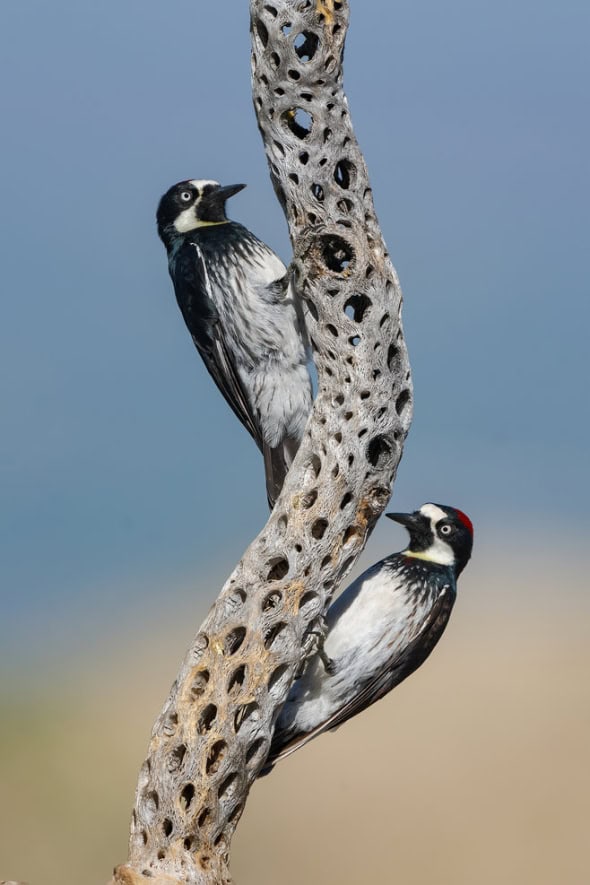 Acorn Woodpeckers Male & Female