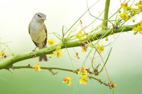 Bell's Vireo on Palo Verde