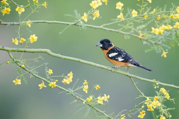 Black-headed Grosbeak Male on Palo Verde