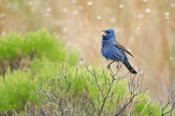 Blue Grosbeak Male