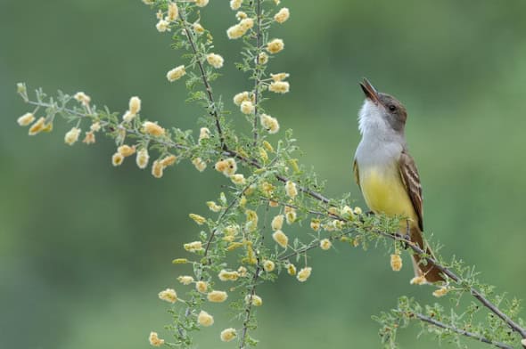 Brown-crested Flycatcher on Catclaw Acadia