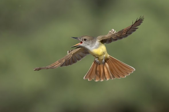 Brown-crested Flycatcher