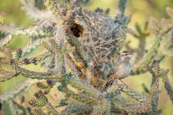 Cactus Wren & Nest on Cane Cholla