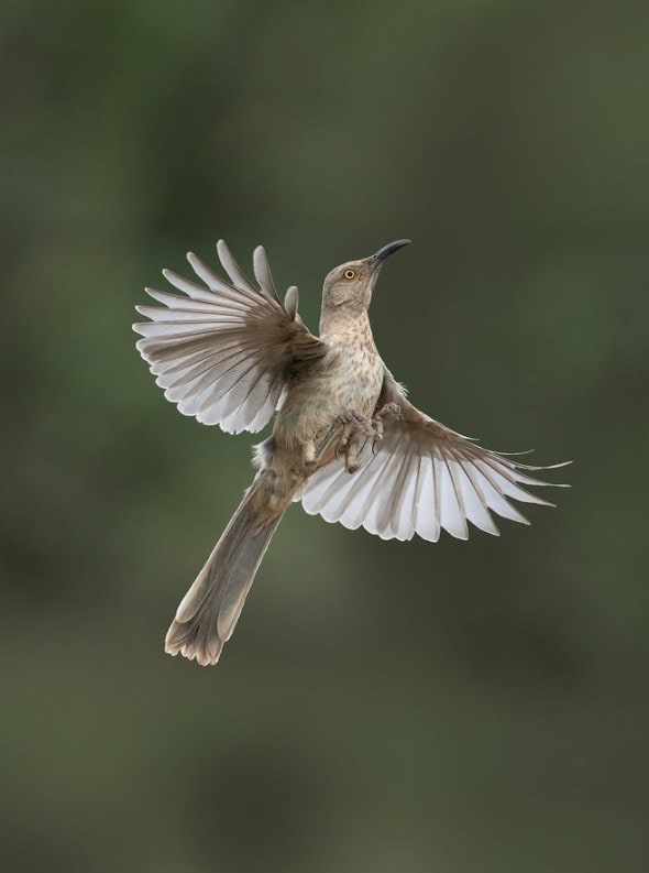 Curve-billed Thrasher