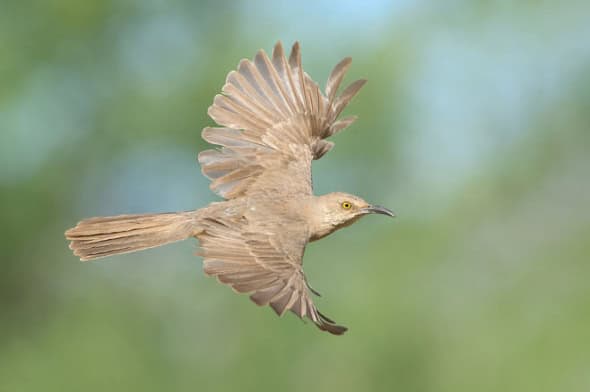 Curve-billed Thrasher