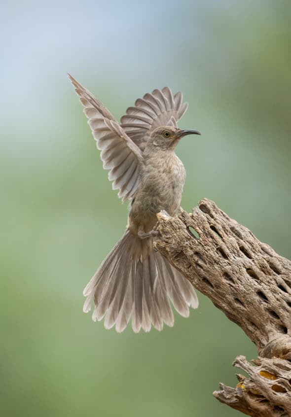 Curve-billed Thrasher on Cholla