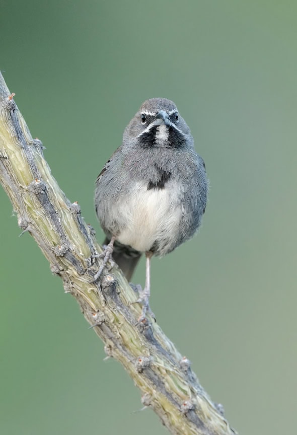 Five-striped Sparrow Showing the Five White Stripes