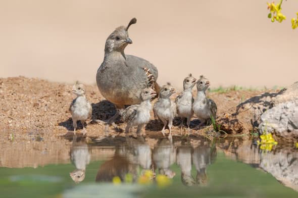 Gambel's Quail Family